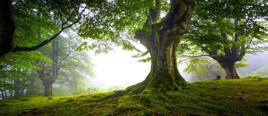 Arborist, avancerad trädfällning och trädvård
