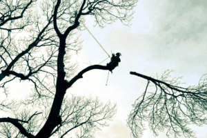 Arborist med höghöjdsarbete och klättring