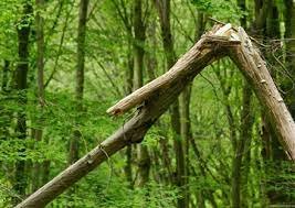 Vindfällda träd och vindfällor